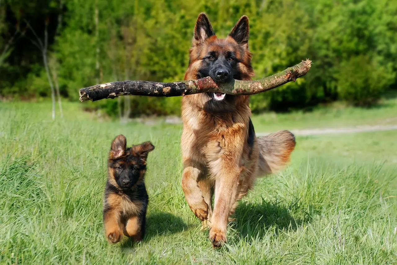 Older German Shepherd and Puppy German Shepherd with stick