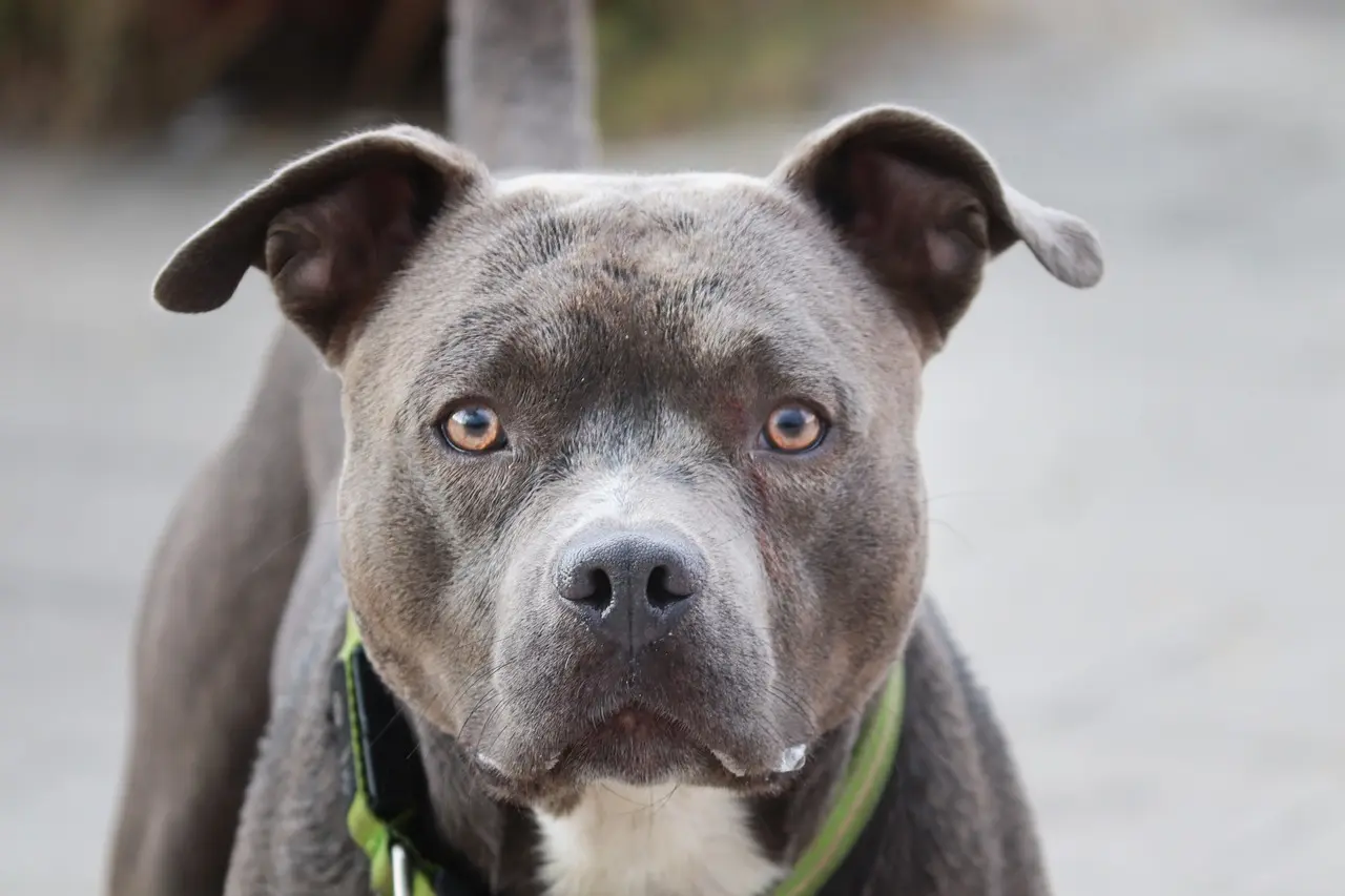 picture of blue staffy $Achilles