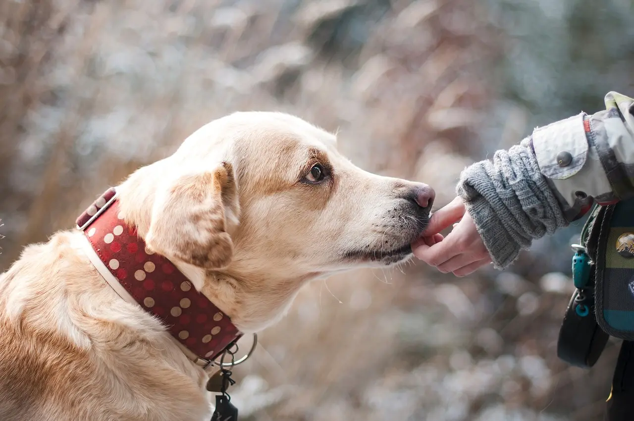 demo walk dog